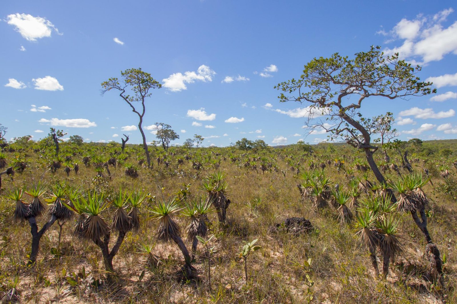 Paisagem do bioma Cerrado