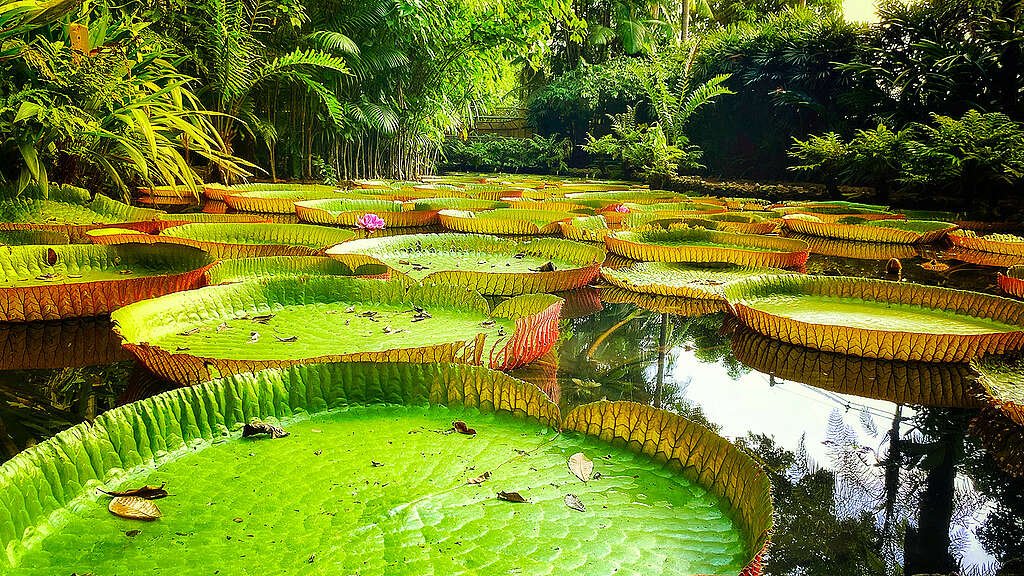 Paisagem do bioma Amazônia