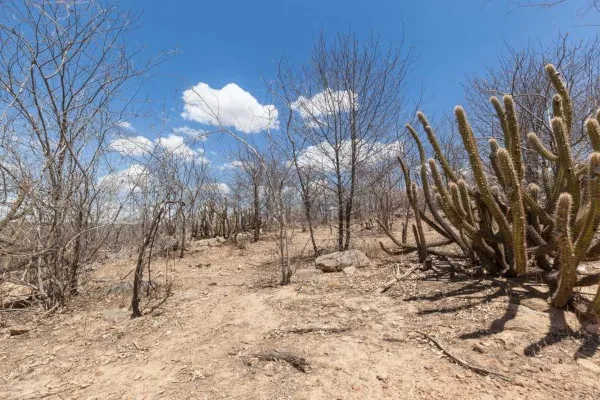 Paisagem do bioma Caatinga