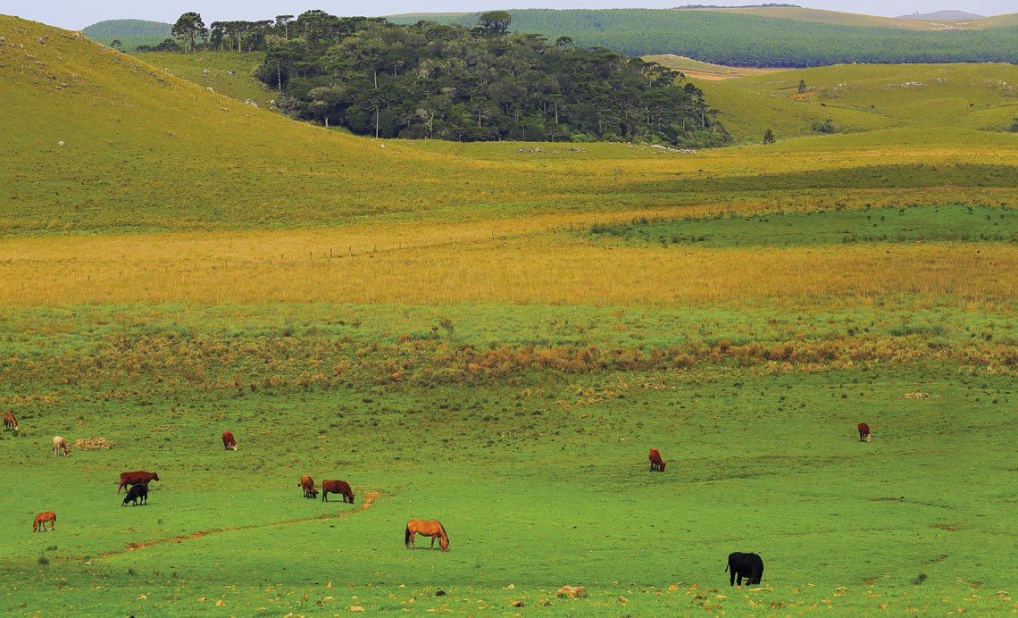 Paisagem do bioma Pampa